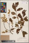 Foto von Salix aurita L.